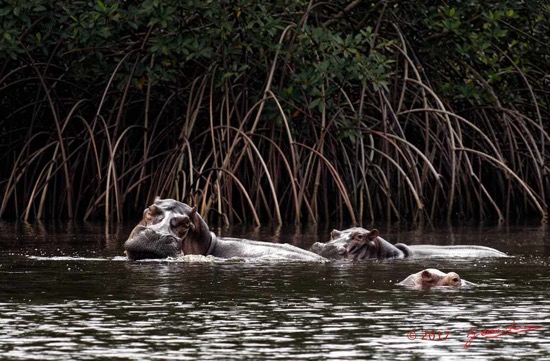 LOANGO-3-les-Hippopotames-la-Riviere-Monamwele-Mammalia-Artiodactyla-Hippopotamidae-Hippopotamus-amphibius-Groupe-16E5K3IMG_122457_DxOawtmk-WEB