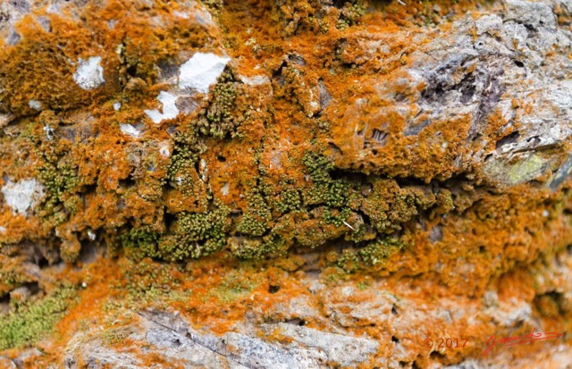 005 ULM Lastourville 1 EGG Palmier Ecorce et Lichen 17E5K3IMG_123097_DxOwtmk.jpg