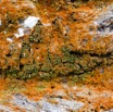 005 ULM Lastourville 1 EGG Palmier Ecorce et Lichen 17E5K3IMG_123097_DxOwtmk.jpg