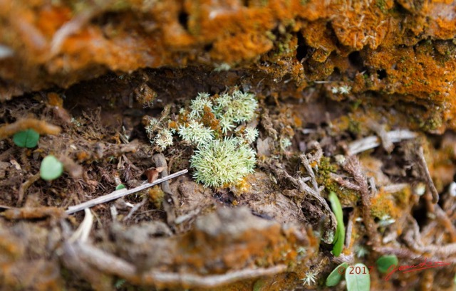 006 ULM Lastourville 1 EGG Palmier Ecorce et Lichen 17E5K3IMG_123099_DxOwtmk.jpg