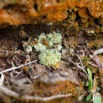 006 ULM Lastourville 1 EGG Palmier Ecorce et Lichen 17E5K3IMG_123099_DxOwtmk.jpg