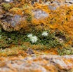 007 ULM Lastourville 1 EGG Palmier Ecorce et Lichen 17E5K3IMG_123102_DxOwtmk.jpg