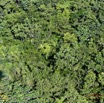 145 ULM Lastourville 1 le Vol la Foret Canopee et Ombre 17E5K3IMG_123556_DxOawtmk.jpg