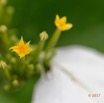 169 ULM Lastourville 1 Piste EGG Plante Magnoliopsida Gentianales Rubiaceae Mussaenda tenuiflora 17E5K3IMG_123662_DxOwtmk.jpg