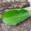 170 ULM Lastourville 1 Piste EGG Plante Magnoliopsida Gentianales Rubiaceae Mussaenda tenuiflora 17E5K3IMG_123664_DxOwtmk.jpg
