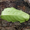 171 ULM Lastourville 1 Piste EGG Plante Magnoliopsida Gentianales Rubiaceae Mussaenda tenuiflora 17E5K3IMG_123665_DxOwtmk.jpg