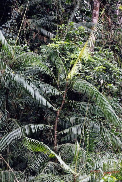 180 ULM Lastourville 1 Piste EGG Palmier Liane Liliopsida Arecales Arecaceae Laccosperma secundiflorum 17E5K3IMG_123684_DxOwtmk.jpg