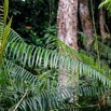 181 ULM Lastourville 1 Piste EGG Palmier Liane Liliopsida Arecales Arecaceae Laccosperma secundiflorum 17E5K3IMG_123685_DxOawtmk.jpg