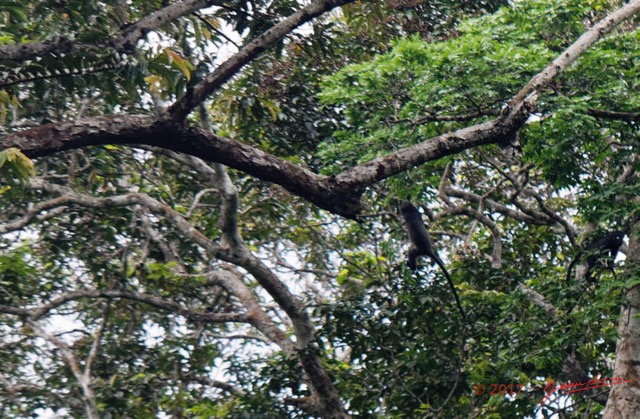 182 ULM Lastourville 1 Piste EGG Singe Mammalia Primates Cercopithecidae Cercopithecus nictitans 17E5K3IMG_123694_DxOwtmk.jpg