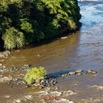 063 ULM Lastoursville 2 Survol de la Foret et Fleuve Ogooue 17E5K3IMG_125393_DxOwtmk.jpg