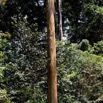 030 ULM Lastoursville 2 EGG Piste et Arbre Tronc 17E5K3IMG_125110_DxOwtmk.jpg