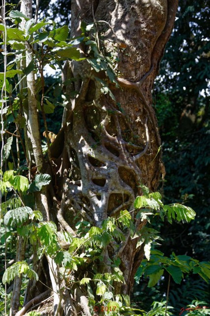 037 ULM Lastoursville 2 EGG Piste et Arbre avec Ficus 17E5K3IMG_125132_DxOwtmk.jpg