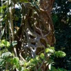 037 ULM Lastoursville 2 EGG Piste et Arbre avec Ficus 17E5K3IMG_125132_DxOwtmk.jpg