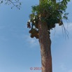 057 ULM Lastoursville 2 EGG Piste et Arbre avec Fougeres 17E5K3IMG_125162_DxOwtmk.jpg