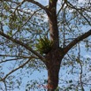 058 ULM Lastoursville 2 EGG Piste et Arbre avec Fougeres 17E5K3IMG_125163_DxOwtmk.jpg
