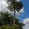 064 ULM Lastoursville 2 EGG Piste et Arbre avec Ficus 17E5K3IMG_125172_DxOwtmk.jpg
