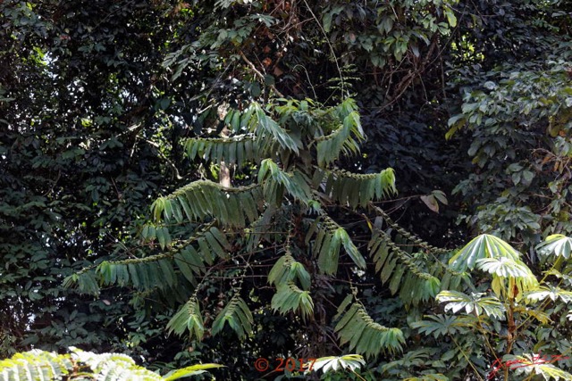 072 ULM Lastoursville 2 EGG Piste et Arbre Gentianales Rubiaceae Pauridiantha sp 17E5K3IMG_125193_DxOwtmk.jpg