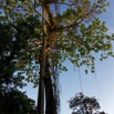 074 ULM Lastoursville 2 Base EGG Arbre avec Lianes 17E5K3IMG_125828_DxOwtmk.jpg