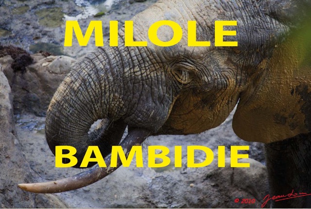 007 Titre Photos Milole Bambidie.jpg