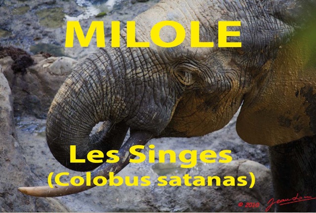 087 Titre Photos Milole Singes.jpg