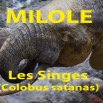 087 Titre Photos Milole Singes.jpg