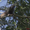 089 MILOLE Singe Colobus satanas 10E5K2IMG_65093awtmk.jpg