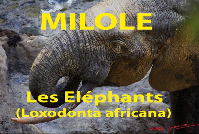 096 Titre Photos Milole Elephants.jpg