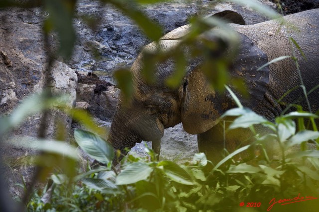 107 MILOLE Bai de la Cascade Elephant 2 10E5K2IMG_65164wtmk.jpg