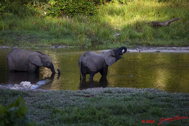 011 MOUPIA 5 Bai Elephants 2 10E5K2IMG_64436wtmk.jpg