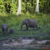 013 MOUPIA 5 Bai Arrivee Famille Elephants 10E5K2IMG_64455wtmk.jpg