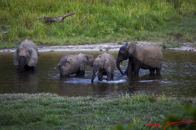 017 MOUPIA 5 Bai Elephants 8 10E5K2IMG_64479wtmk.jpg