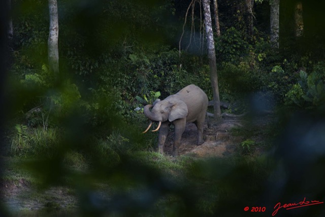 019 MOUPIA 5 Bai Elephants Arrivee Grand Male Solitaire 10E5K2IMG_64494wtmk.jpg