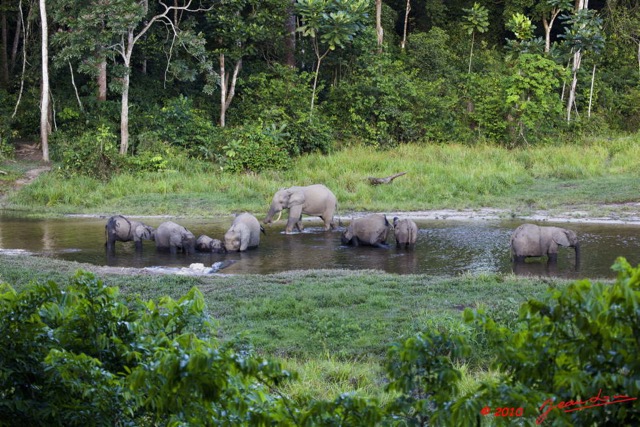 026 MOUPIA 5 Bai Elephants 10 10E5K2IMG_64517wtmk.jpg