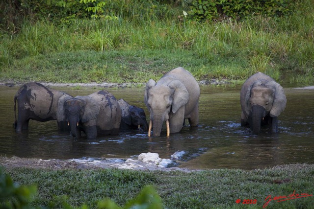 027 MOUPIA 5 Bai Elephants 10 10E5K2IMG_64519wtmk.jpg