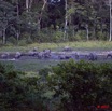 037 MOUPIA 5 Bai Elephants 31 10E5K2IMG_64581wtmk.jpg