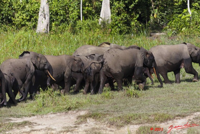 006 MOUPIA 6 Elephants au Bai 1 11E5K2IMG_69292wtmk.jpg