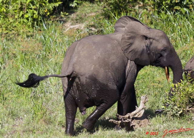 008 MOUPIA 6 Elephants au Bai 1 11E5K2IMG_69298awtmk.jpg