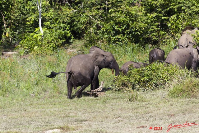 009 MOUPIA 6 Elephants au Bai 1 11E5K2IMG_69298wtmk.jpg