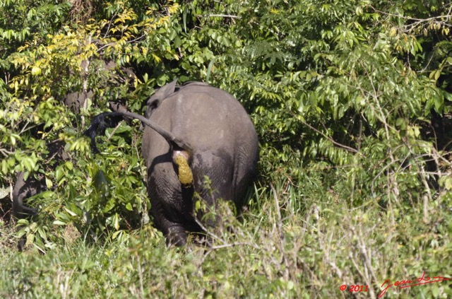 010 MOUPIA 6 Elephants en Fuite au Bai 1 11E5K2IMG_69300wtmk.jpg