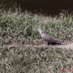012 MOUPIA 6 Oiseau Tourterelle a Collier Streptopelia semitorquata 11E50IMG_32512wtmk.jpg