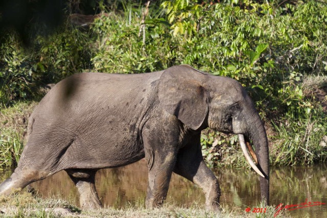 013 MOUPIA 6 Elephant 11E50IMG_32518wtmk.jpg