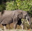 013 MOUPIA 6 Elephant 11E50IMG_32518wtmk.jpg