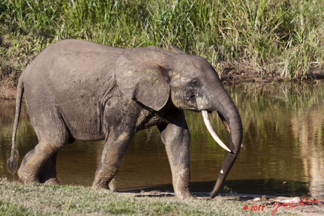 014 MOUPIA 6 Elephant 11E50IMG_32519wtmk.jpg