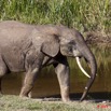 014 MOUPIA 6 Elephant 11E50IMG_32519wtmk.jpg