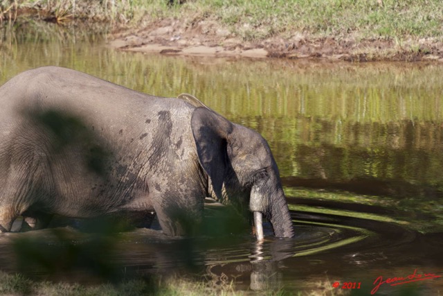 015 MOUPIA 6 Elephant 11E50IMG_32522wtmk.jpg