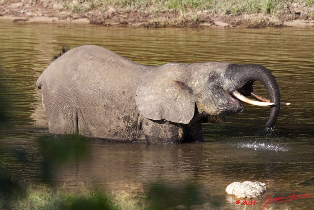 016 MOUPIA 6 Elephant 11E50IMG_32527wtmk.jpg