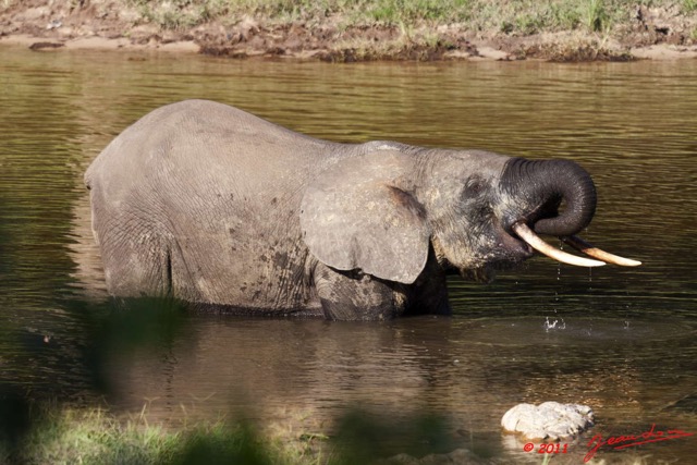 017 MOUPIA 6 Elephant 11E50IMG_32529wtmk.jpg