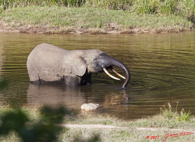 019 MOUPIA 6 Elephant au Bai 1 11E5K2IMG_69308wtmk.jpg