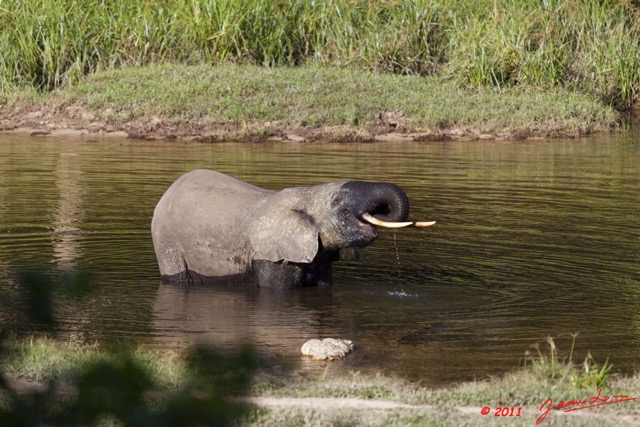 020 MOUPIA 6 Elephant au Bai 1 11E5K2IMG_69309wtmk.jpg
