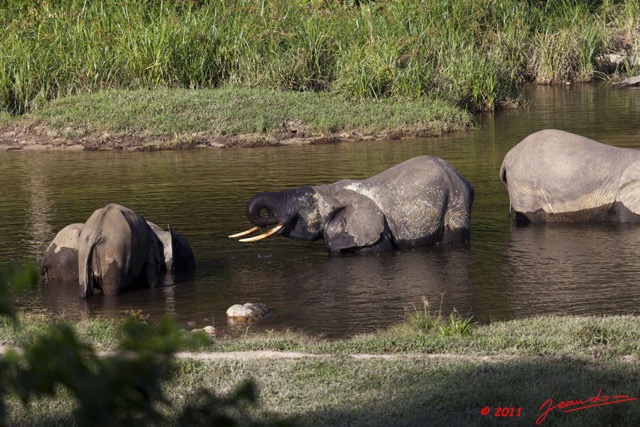 024 MOUPIA 6 Elephants au Bai 1 11E5K2IMG_69333wtmk.jpg